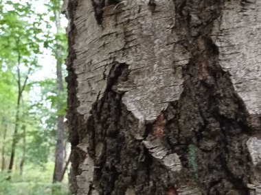 Doğal manzaranın güzel manzarası