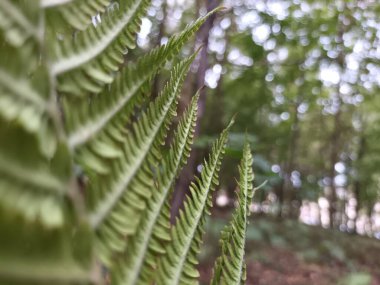 Ormanda yeşil yapraklar