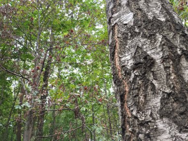 Ormanın güzel manzarası
