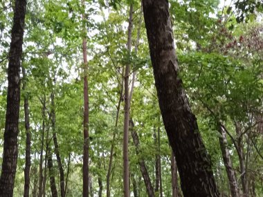 Ormandaki ağaçların yeşil yaprakları, bitki yaprakları