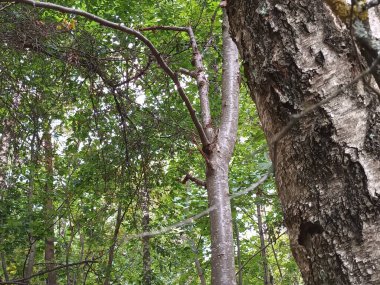 Ormanda yeşil yapraklar