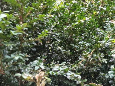 Bahçede yeşil yapraklar