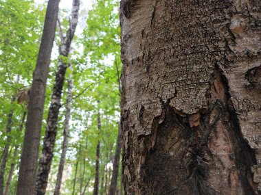 ağaç kabuğu dokusu, ahşap arkaplan