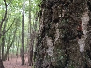 Doğada ağaç dalları, bitki örtüsü