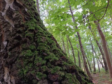 Ağaç gövdesi, doğa bitki örtüsü.