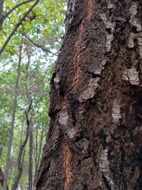 Ormandaki ağaç gövdesi