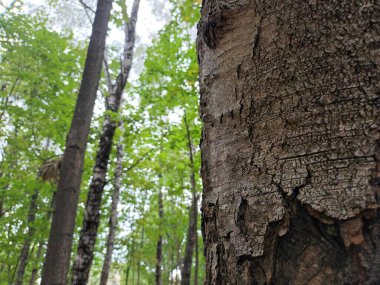 Ormandaki ağaç gövdesi