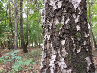 Ormanda huş ağacı kabuğu