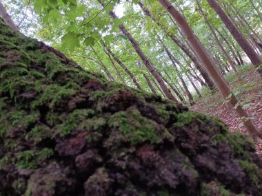 Dağlardaki ormanın güzel manzarası