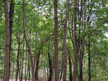 Baharda güzel yeşil orman