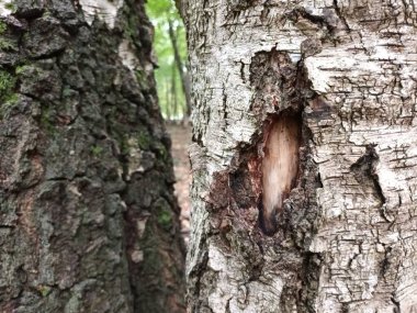 Ağaç kabuğu, doku, arkaplan