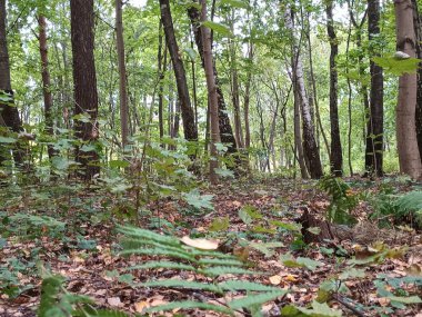 Ağaçlar ve yapraklarla dolu güzel bir sonbahar ormanı
