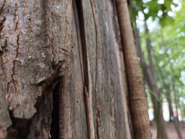 Ormanda ahşap çitler