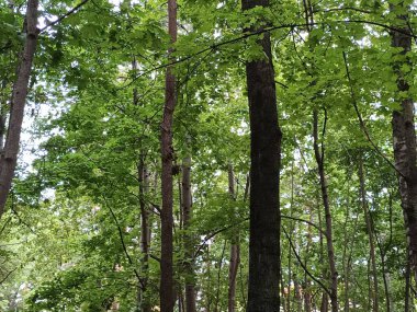 Ormanın güzel manzarası