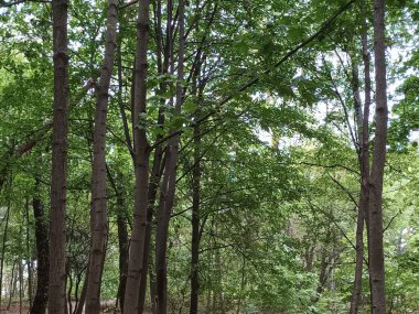 Ormandaki ağaçlar.