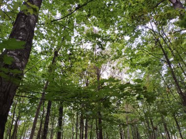 Ormanın güzel manzarası