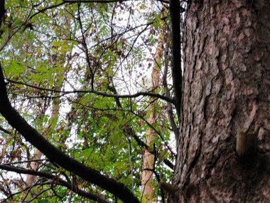 Ormandaki ağaç gövdesi