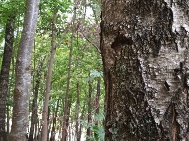 Doğanın güzel manzarası