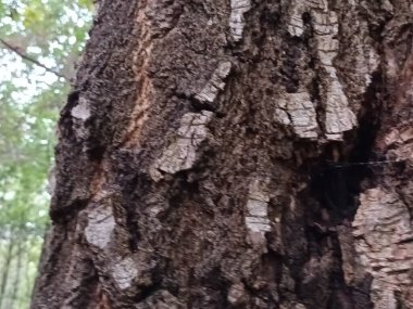 Bir ağacın dokusuna yaklaş