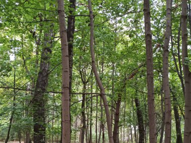 Ormanın güzel manzarası