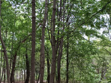 güneşli bir gün ormanda