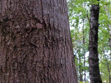 ağaç kabuğu dokusu, arkaplan