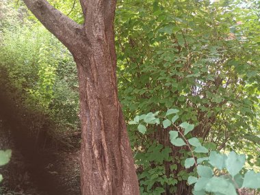 Ormandaki yeşil ağaç