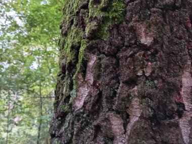 Ormanda yeşil yosun