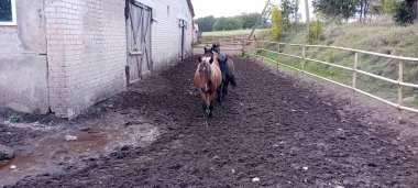 Çiftlik çayırında otlayan atlar.