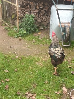 Çiftlik bahçesinde kafessiz tavuk ve horoz.