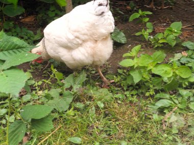 Çiftlik bahçesinde kafessiz tavuk ve horoz.