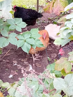 Çiftlik bahçesinde kafessiz tavuk ve horoz.