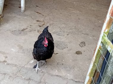 Çiftlik bahçesinde kafessiz tavuk ve horoz.