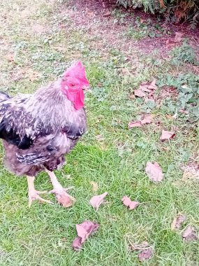 Çiftlik bahçesinde kafessiz tavuk ve horoz.