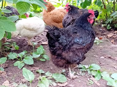 Çiftlik bahçesinde kafessiz tavuk ve horoz.