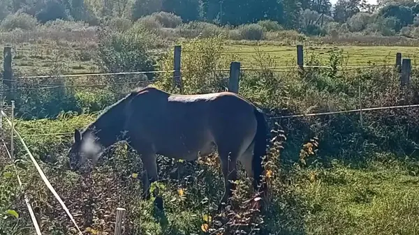 Atlar çayırda otluyor..