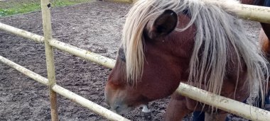 Çiftlik çayırında otlayan atlar.