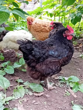 Çiftlik bahçesinde kafessiz tavuk ve horoz.