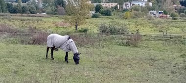 Çiftlik çayırında otlayan atlar.