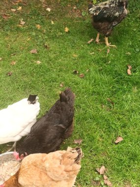 Çiftlik bahçesinde kafessiz tavuk ve horoz.