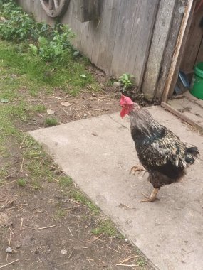 Çiftlik bahçesinde kafessiz tavuk ve horoz.