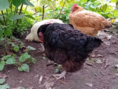 Çiftlik bahçesinde kafessiz tavuk ve horoz.