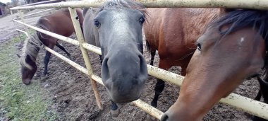 Çiftlik çayırında otlayan atlar.