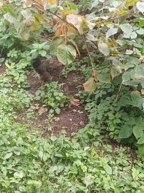 Çiftlik bahçesinde kafessiz tavuk ve horoz.