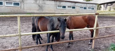 Çiftlik çayırında otlayan atlar.