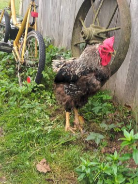 Çiftlik bahçesinde kafessiz tavuk ve horoz.