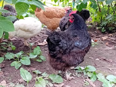 Çiftlik bahçesinde kafessiz tavuk ve horoz.