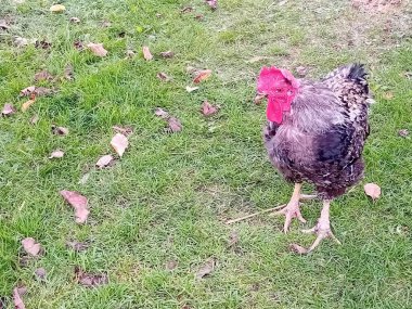 Çiftlik bahçesinde kafessiz tavuk ve horoz.