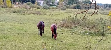 Çiftlik çayırında otlayan atlar.