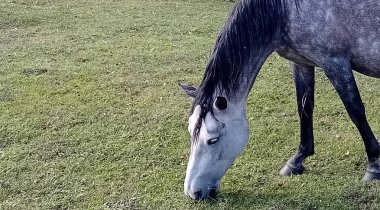Çiftlik çayırında otlayan atlar.